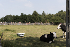 A-group-of-cows-laying-in-a-field