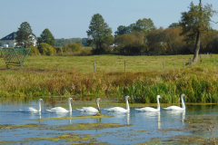 A-group-of-swans-swimming-in-a-pond