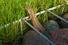 A-lizard-is-sitting-on-a-rock-in-the-grass