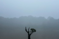 A-lone-tree-in-the-mist