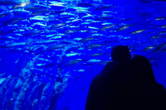 A-person-looking-at-a-large-amount-of-fish