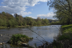A-river-with-a-tree-and-a-few-bushes