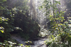 A-rocky-stream-in-the-woods-with-sun-shining-through-the-trees