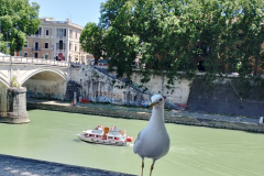 A-seagul-on-the-pont-de-la-jova