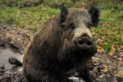A-small-brown-animal-sitting-in-a-muddy-puddle
