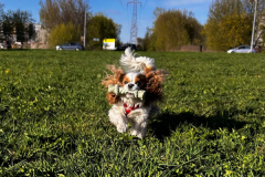 A-small-dog-running-through-a-field-of-grass