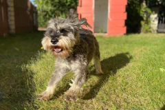 A-small-dog-running-through-the-grass
