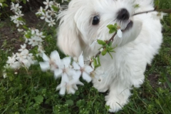 A-small-white-dog-is-standing-in-the-grass