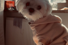 A-small-white-dog-wearing-a-pink-sweater