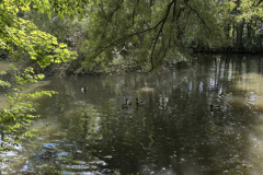 A-tree-reflected-in-a-pond-with-a-blue-sky