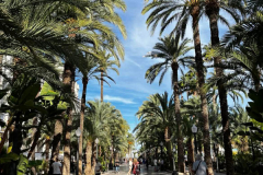 Palm-trees-in-the-middle-of-a-street