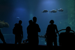 People-looking-at-fish