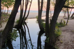 Trees-in-the-water