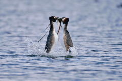 Two-birds-are-swimming-in-the-water-with-their-mouths-open