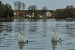 Two-swans-swimming-in-a-lake-with-houses-in-the-background