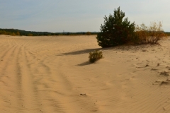 Pustynia Błędowska / Błędów Desert