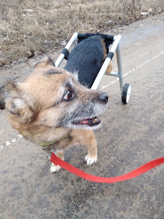 Studenci pomagają stanąć na nogi… psom