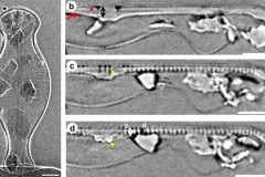 Obrazy nanotomograficzne pancerzyka okrzemki. fot. I. Zgłobicka et al. 2017