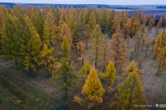 Plantacja modrzewia w Szkółce Leśnej w Grabowcu. Fot. Dariusz Piekut / Politechnika Białostocka