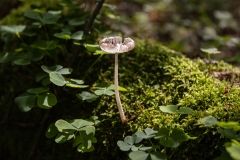 International-Mushroom-Summer-School-puszcza-fot-Piotr-Awramiuk-26-of-27