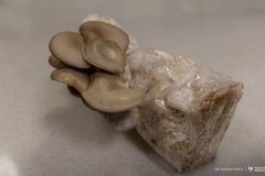 2026-01-14-Kinga-Koziak-Szkoła-doktorska-PB-fot-Dariusz-Piekut-PB