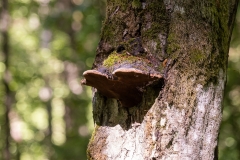 International-Mushroom-Summer-School-puszcza-fot-Piotr-Awramiuk-17-of-27