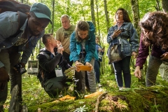 International-Mushroom-Summer-School-puszcza-fot-Piotr-Awramiuk-23-of-27