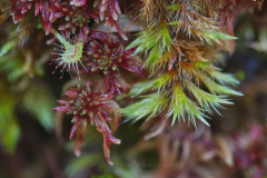 Sphagnum warnstorfii & Tomentypnum nitens (fot. S. Kłusewicz)