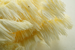Hericium coralloides (Scop. Fr.) Pers. (fot. M. Wołkowycki)