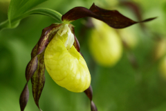 Cypripedium calceolus (fot. S. Kłusewicz)