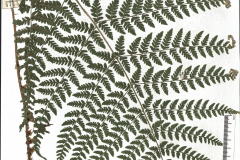 Dryopteris dilatata Hoffm. A. Gray (fot. M. Wołkowycki)