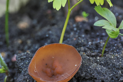 Dumontinia tuberosa (fot. S. Kłusewicz)