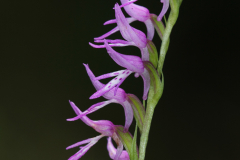 Neottianthe cuccullata (fot. S. Kłusewicz)