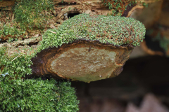 Phellinus nigrolimitatus (fot. S. Kłusewicz)
