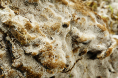 Aporium canescens (P. Karsten) Bondartsev & Singer (fot. M. Wołkowycki)