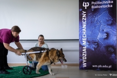 29-04-2024-Wózek-dla-psa-od studentów-z-koła-naukowego-Ortos-fot-Dariusz-Piekut