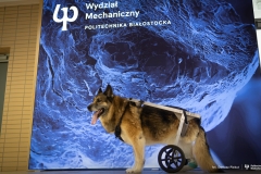 29-04-2024-Wózek-dla-psa-od studentów-z-koła-naukowego-Ortos-fot-Dariusz-Piekut