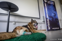 29-04-2024-Wózek-dla-psa-od studentów-z-koła-naukowego-Ortos-fot-Dariusz-Piekut
