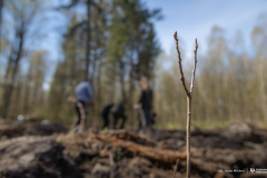 2026-04-22-ćwiczenia-terenowe-studentów-kierunku-leśnictwo-fot-Iryna-Mikhno-PB