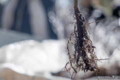 2026-04-22-ćwiczenia-terenowe-studentów-kierunku-leśnictwo-fot-Iryna-Mikhno-PB