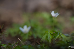 2026-04-22-ćwiczenia-terenowe-studentów-kierunku-leśnictwo-fot-Iryna-Mikhno-PB